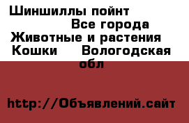 Шиншиллы пойнт ns1133,ny1133. - Все города Животные и растения » Кошки   . Вологодская обл.